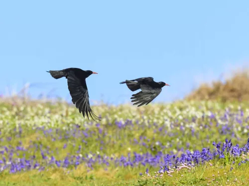 Crows and shrikes | Kent Wildlife Trust